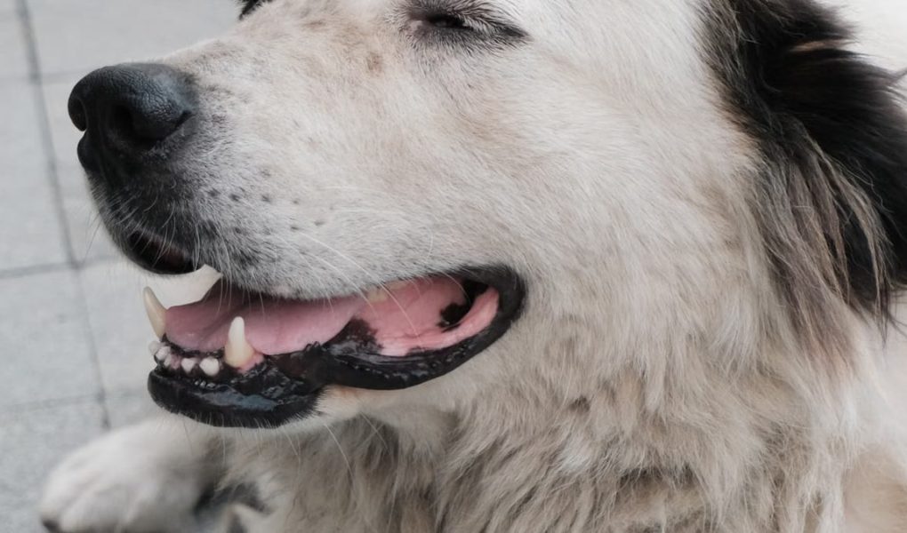 Bien-être animal et lien humain : une connexion essentielle