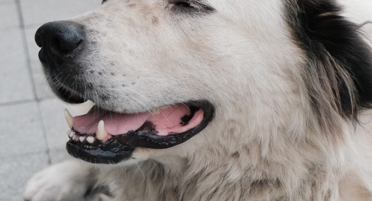 Bien-être animal et lien humain : une connexion essentielle