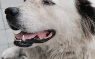 Bien-être animal et lien humain : une connexion essentielle