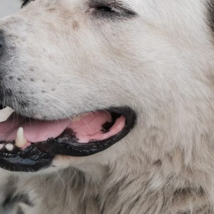 Bien-être animal et lien humain : une connexion essentielle