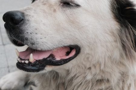 Bien-être animal et lien humain : une connexion essentielle